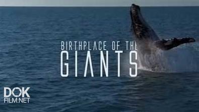Место Рождения Гигантов / Birthplace Of The Giants (2015)