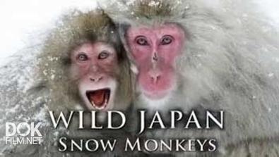 Дикая Япония. Снежные Обезьяны / Wild Japan. Snow Monkeys (2014)