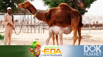 Живая еда. Лечение верблюжьим молоком, безопасная упаковка продуктов и вино против радиации (2022)