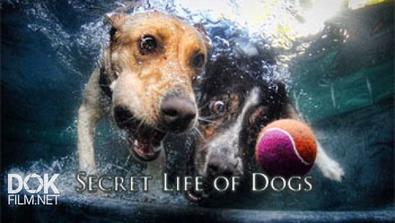 Таинственная Жизнь Собак / Secret Life Of Dogs (2013)