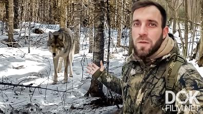 Все как у людей. Животные в мире людей: зачем мы вмешиваемся в жизнь дикой природы (2025)