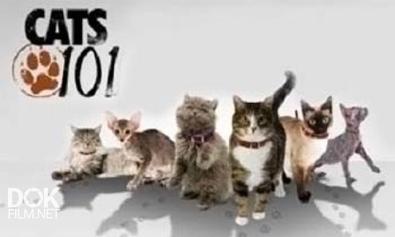Введение В Кошковедение / Cats 101 (2008-2010)