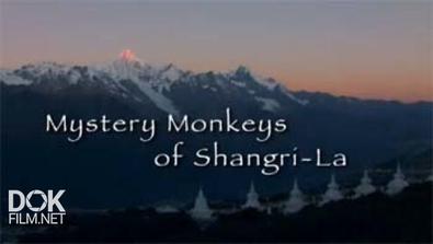 Загадочные Обезьяны Шангри-Ла / Mystery Monkeys Of Shangri-La (2015)