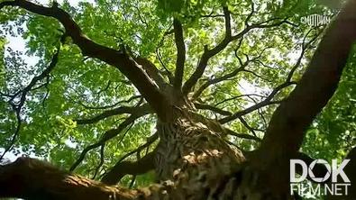 Искатели. Загадка «чудо-дерева» из Академгородка (2025)