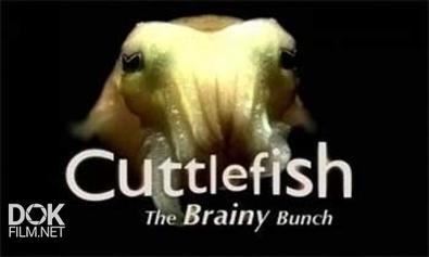 Смышленые Каракатицы / Cuttlefish The Brainy Bunch (2006)