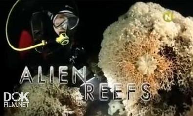 Мир Коралловых Рифов / Alien Reefs (2013)