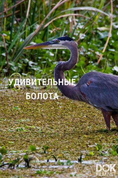Удивительные болота/ Wonderful Wetlands (2020)