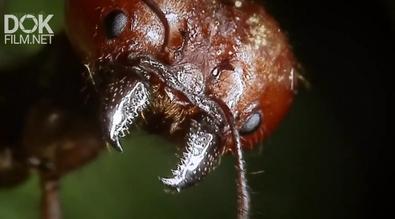 Планета Муравьев. Взгляд Изнутри/ Planet Ant: Life Inside The Colony (2012)