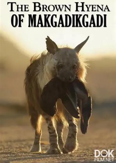 Бурые гиены Макгадикгади/ Brown Hyenas of the Makgadikgadi (2021)