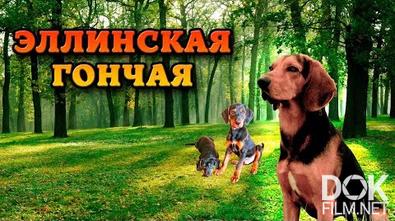Греческая заячья гончая. Аборигенные собаки южной части Греции (2022)