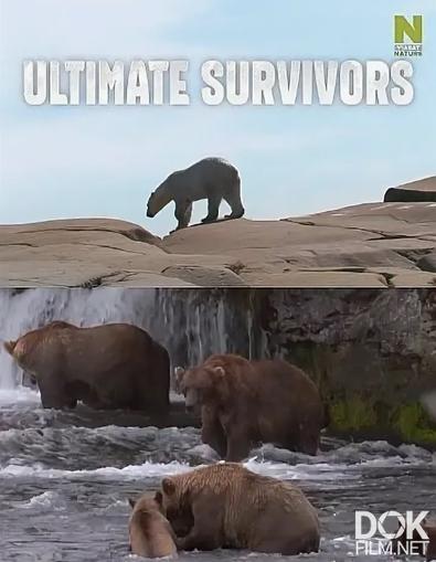Как выживают медведи/ Bears: Ultimate Survivors (2018)