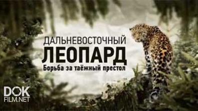 Дальневосточный Леопард. Борьба За Таежный Престол (2014)