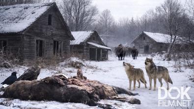 Все как у людей. Выжить в Чернобыльской зоне отчуждения: что происходит с дикой природой в условиях радиации? (2026)