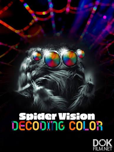 Паучье зрение: цветовосприятие/ Spider Vision: Decoding Color (2024)