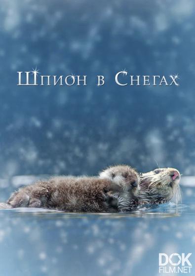 Шпион в снегах. Тайны снежных обитателей/ Spy in the Snow (2018)