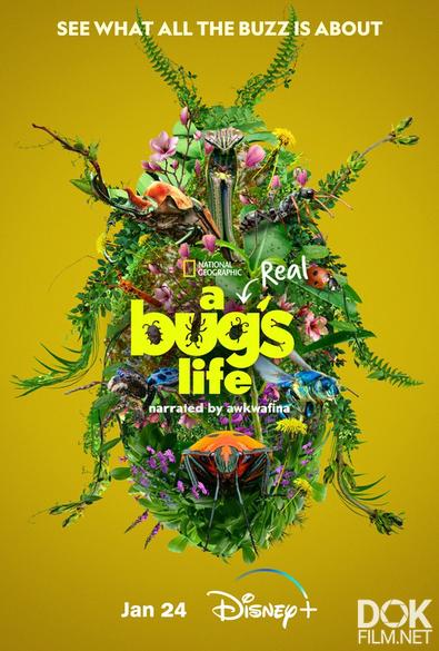 Настоящая жизнь жука (Приключения настоящего Флика)/ A Real Bug's Life/ Сезон 2 (2025)