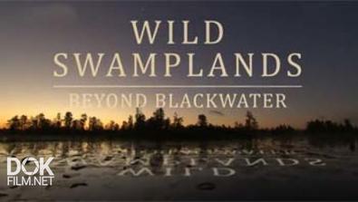 Дикие Болота / Wild Swamplands (2013)
