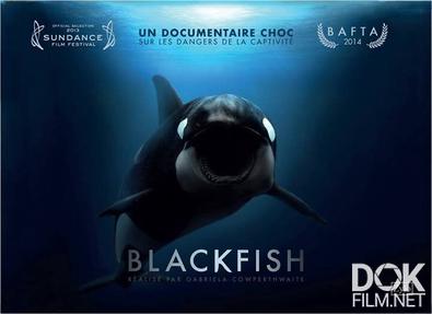 Чёрный Плавник/ Blackfish (2013)