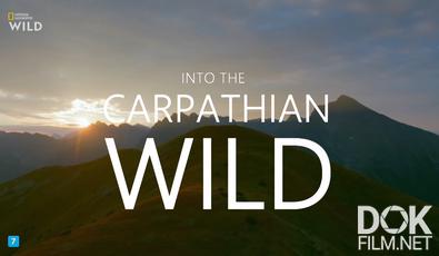Дикая природа Карпат/ Into the Carpathian Wild (2026)