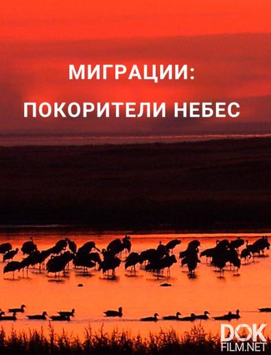 Миграции: покорители небес/ Migrations: Frequent Flyers (2020)