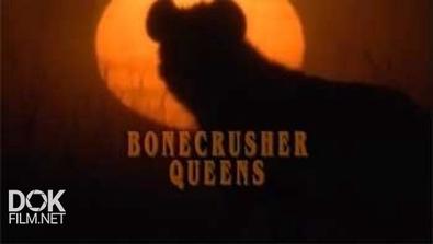 Гиена - Царица Хищников / Bonecrusher Queens (2008)