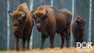 Все как у людей. Как животные готовятся к зиме: стратегии выживания диких зверей в позднюю осень (2025)