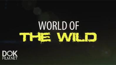 Мир Дикой Природы / World Of The Wild (2016)