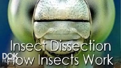 Вивисекция. Как Устроены Насекомые / Insect Dissection. How Insects Work (2012)