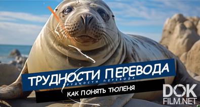 Трудности перевода. Как понять тюленя (2024)