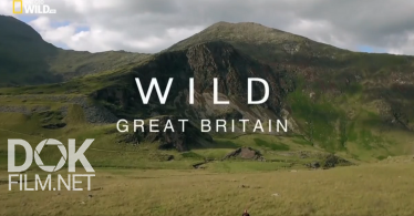 Дикая Природа Великобритании/ Wild Great Britain (2018)