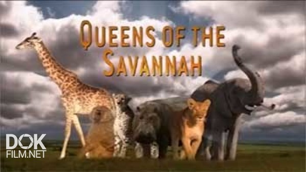 Королевы Саванны / Queens Of The Savannah (2009)