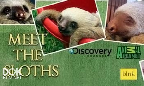Знакомство С Ленивцами / Meet The Sloths (2013)