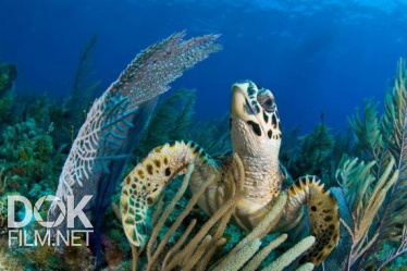 Секретный Кубинский Риф/ Cuba'S Secret Reef (2015)