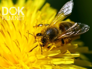 Секретные Материалы. Пчелиный Демарш (2020)